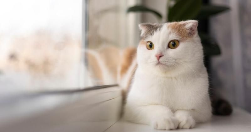 7 Nutrisi yang Dibutuhkan dalam Makanan Kucing, Wajib Diperhatikan